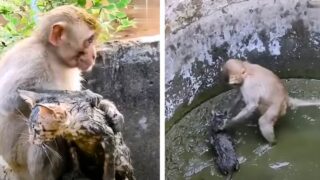 monkey saves kitten