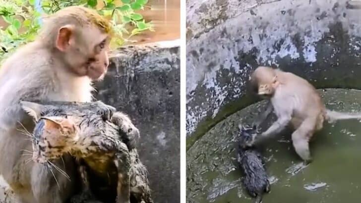Brave Monkey Saves Abandoned Kitten in a Well