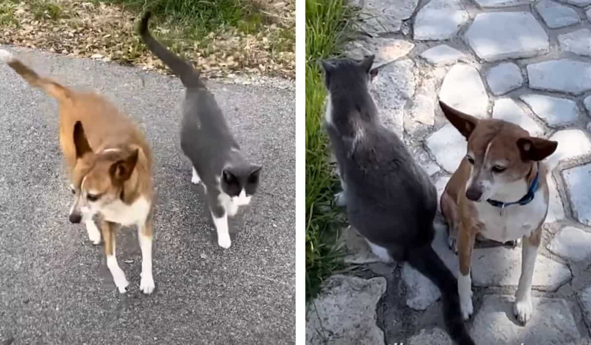 dog shows up at cat sanctuary