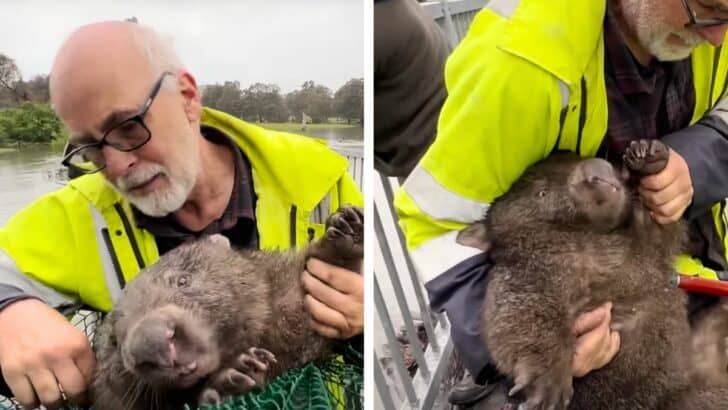Old Man Saves Terrified Wombat Stranded After a Flood