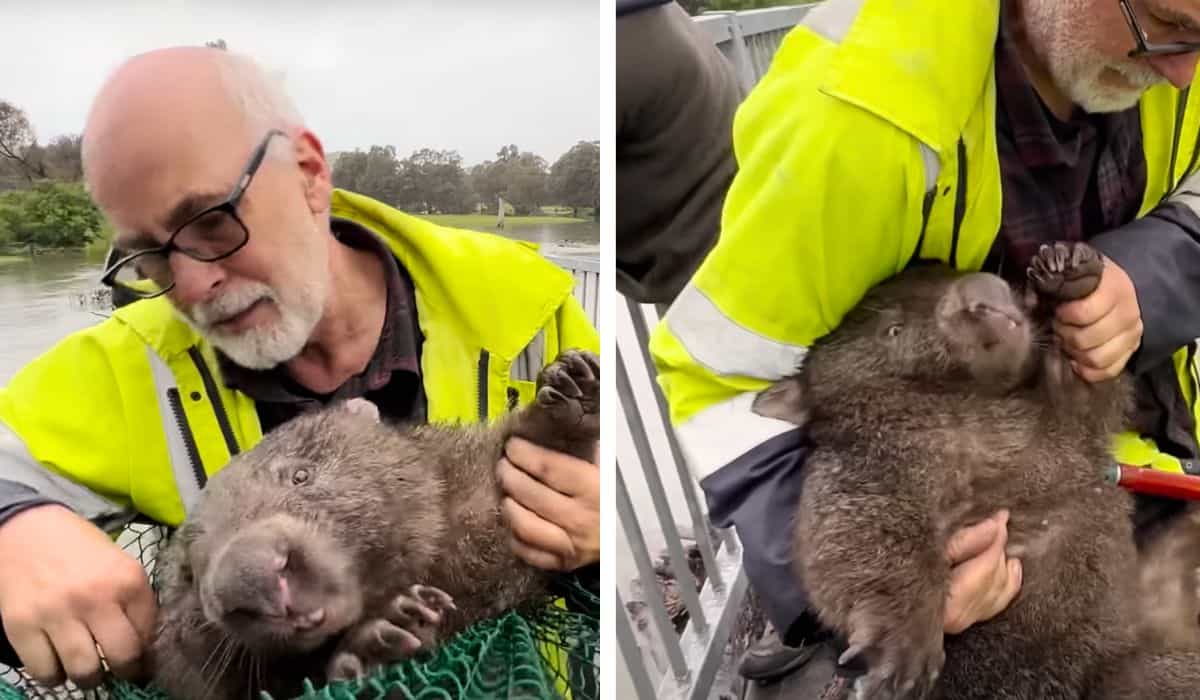 man rescues wombat