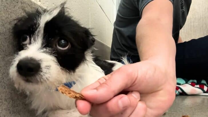 Scared Shelter Dog Finally Accepts Its First Treat