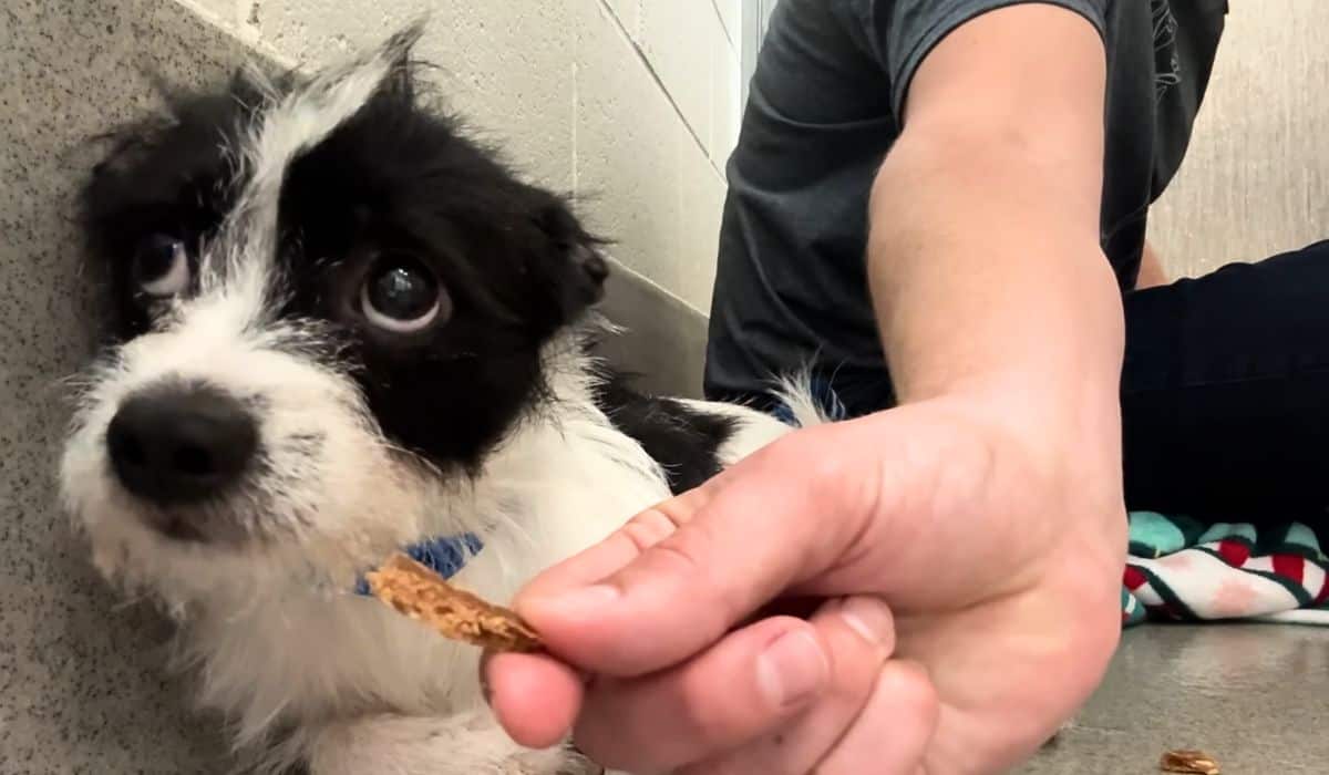 shelter dog accepts its first treat