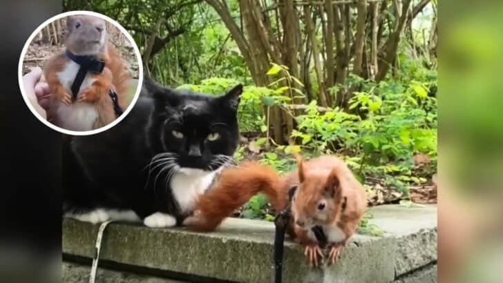 Cat Becomes Foster Dad to Rescued Squirrel