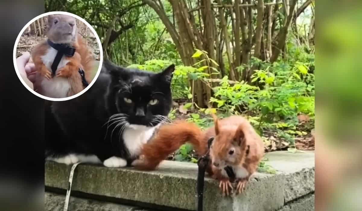 cat becomes foster dad to rescued squirrel