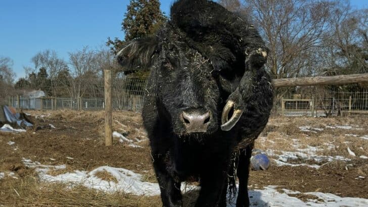 Cow Living at Farm Sanctuary Has a Fifth Leg on His Head