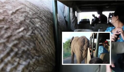 Massive Bull Elephant Almost Pushes Over Safari Jeep