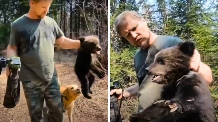 Hero Dog Leads Owner to Baby Bear in Need of Rescue