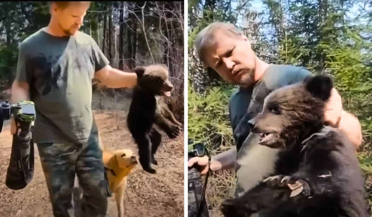 dog leads owner to baby bear