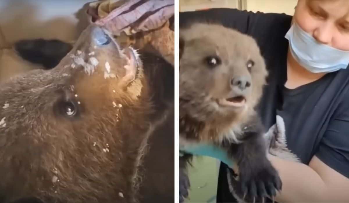 dog leads owner to baby bear