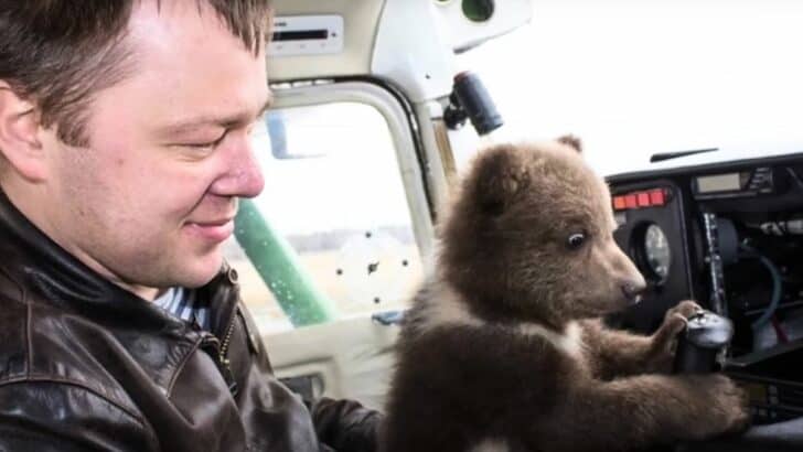 Baby Bear Rescued by Pilot and Now Lives at the Airport