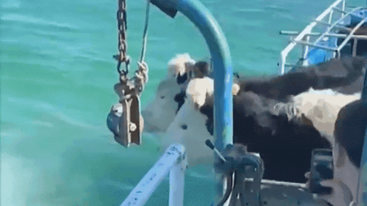 Cows Jump from Boat and Goes Swimming