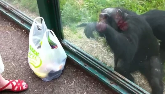 Watch: Chimpanzee Ask Zoo-Goer for a Drink!