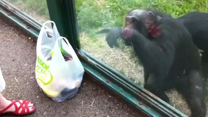 Watch: Chimpanzee Ask Zoo-Goer for a Drink!