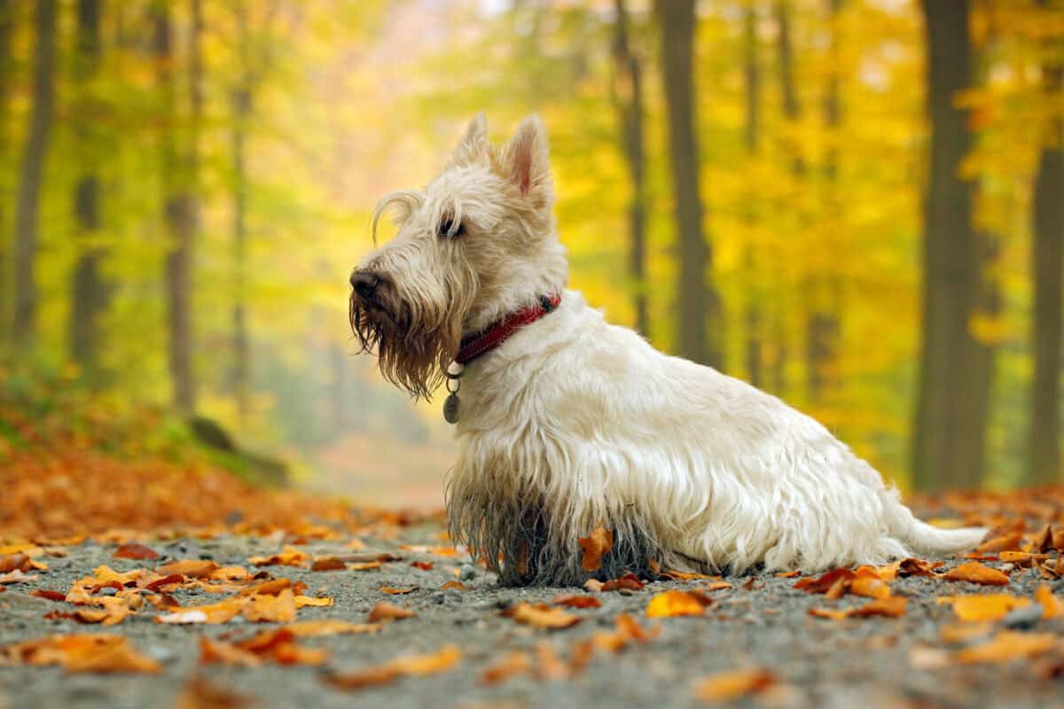 White (wheaten) scottish terrier in Autumn.