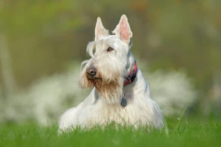 When A Dog Lies On Its Resume About Having Previous Sheepdog Experience