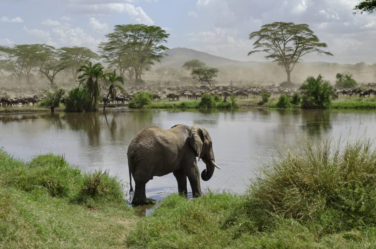 Elephant in river in Serengeti National Park, Tanzania, Africa.