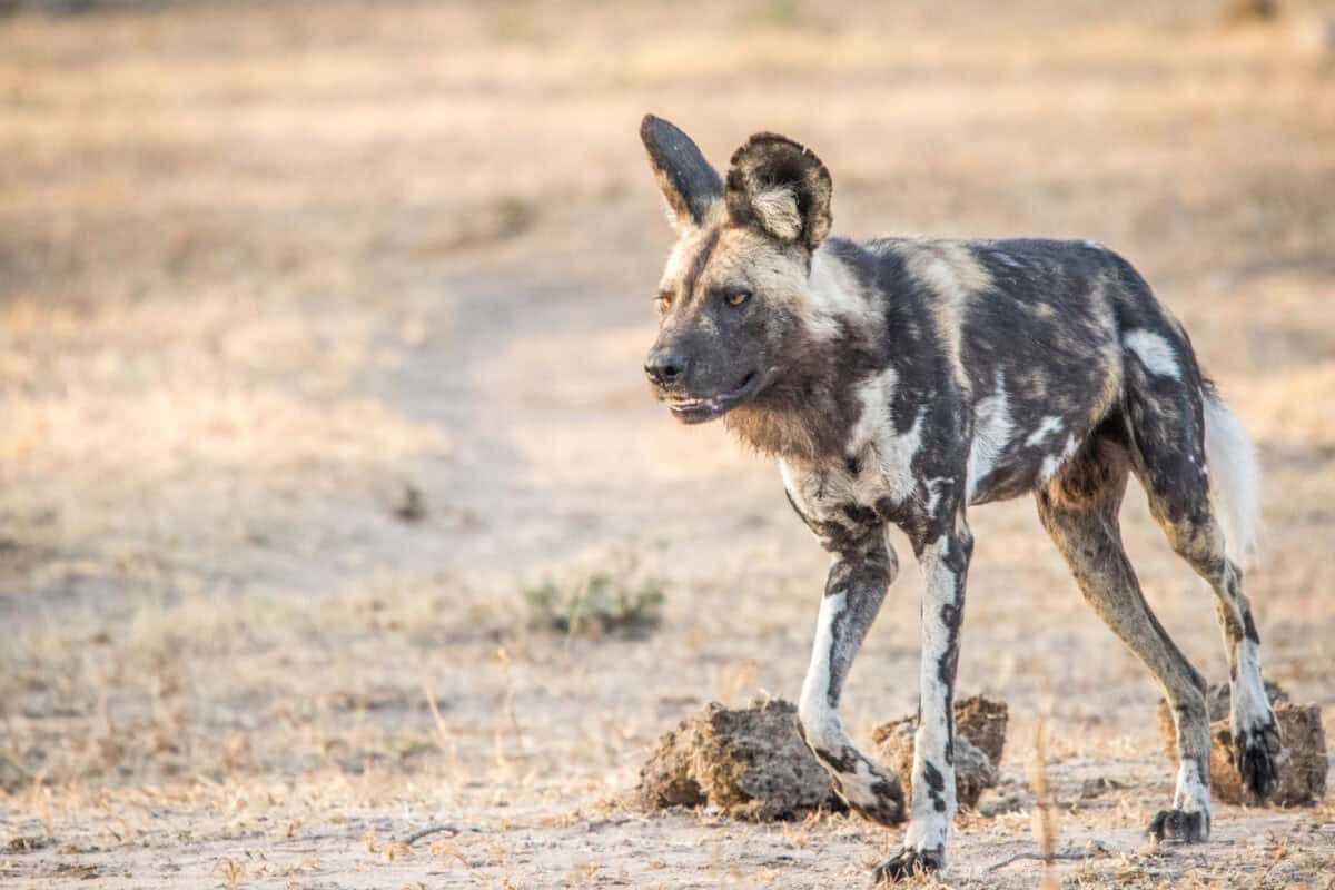 African wild dog walking in the Kruger National Park.