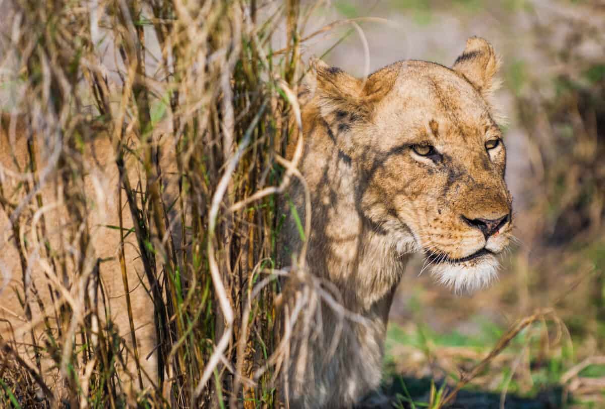 lioness stalking prey