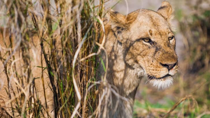 Lion Stalks Buffalo Herd