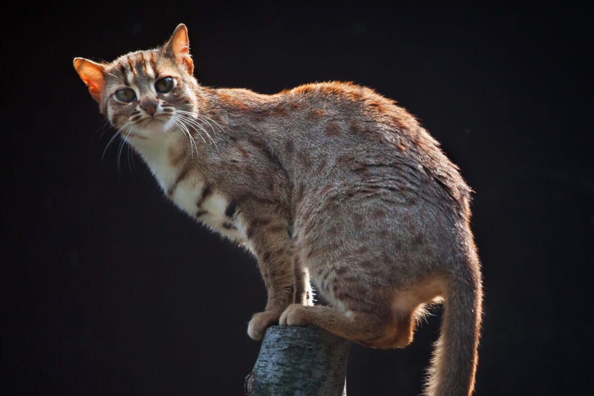 Rusty-spotted cat (Prionailurus rubiginosus phillipsi)