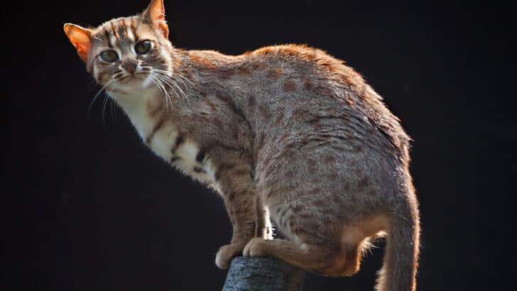 Meet the Smallest Wild Cat in the World