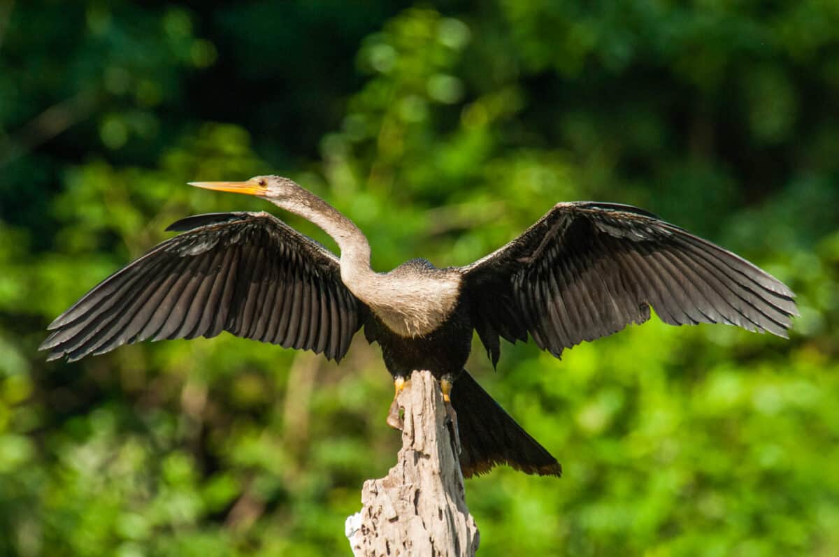 Anhinga 