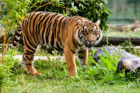 Are Sumatran Tigers Extinct? Science Thinks No