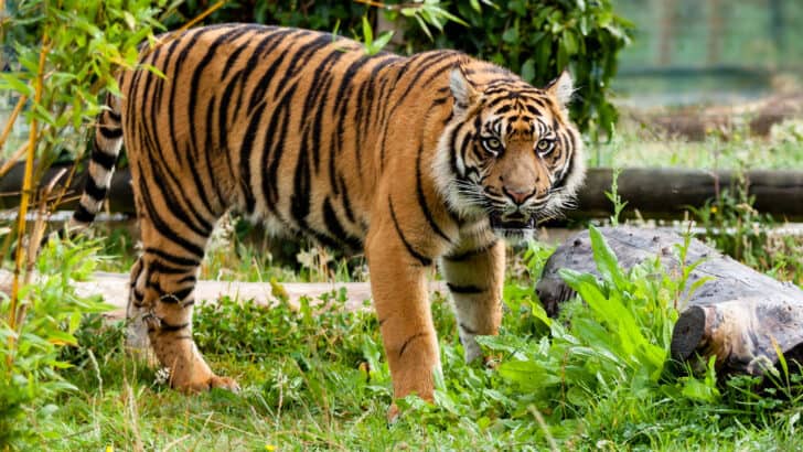 Are Sumatran Tigers Extinct? Science Thinks No