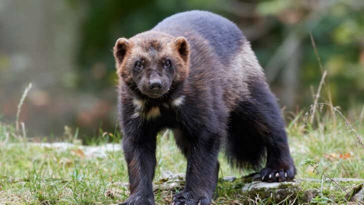 “One of the Rarest Sightings Ever”: Wolverine Spotted in Oregon During Broad Daylight