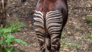 Okapi (Okapia johnstoni). Wildlife animal.