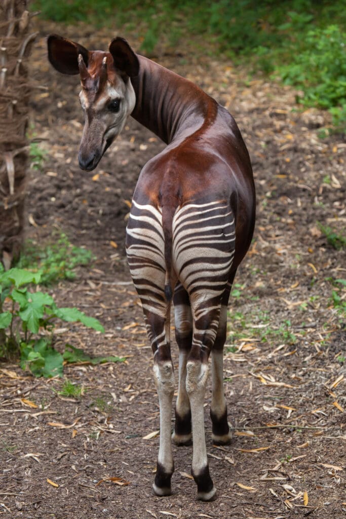 Okapi (Okapia johnstoni). Wildlife animal.