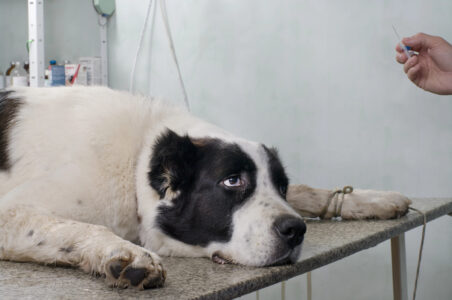 How to Look for Symptoms of Stomach Ache in Dogs