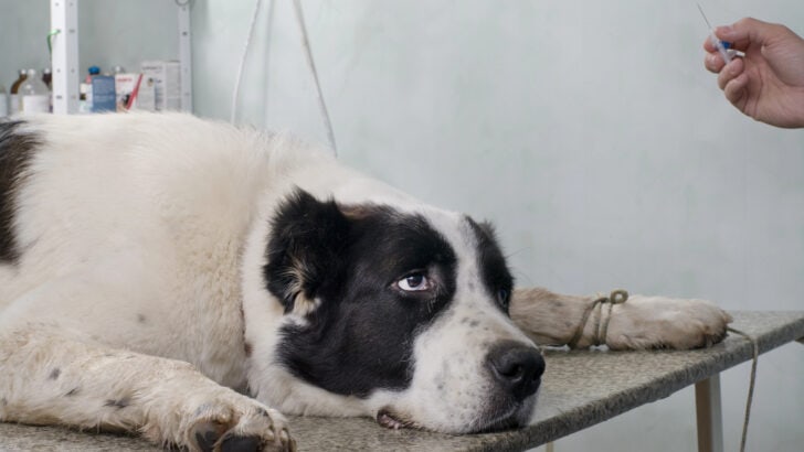 How to Look for Symptoms of Stomach Ache in Dogs