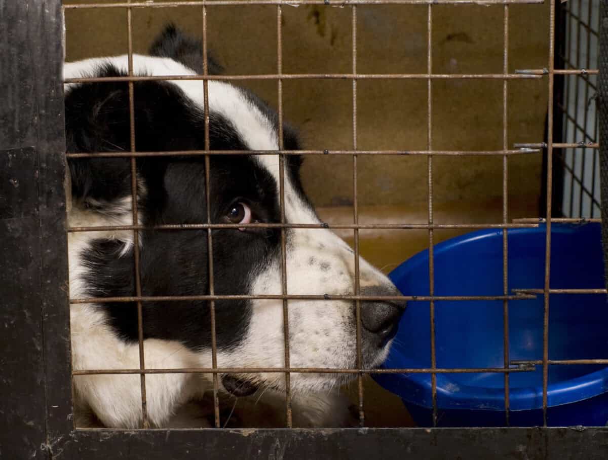 Dog in cage