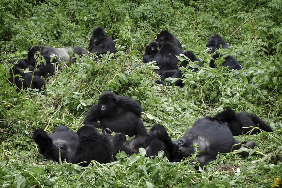 Gorillas Archives - Animals Around The Globe