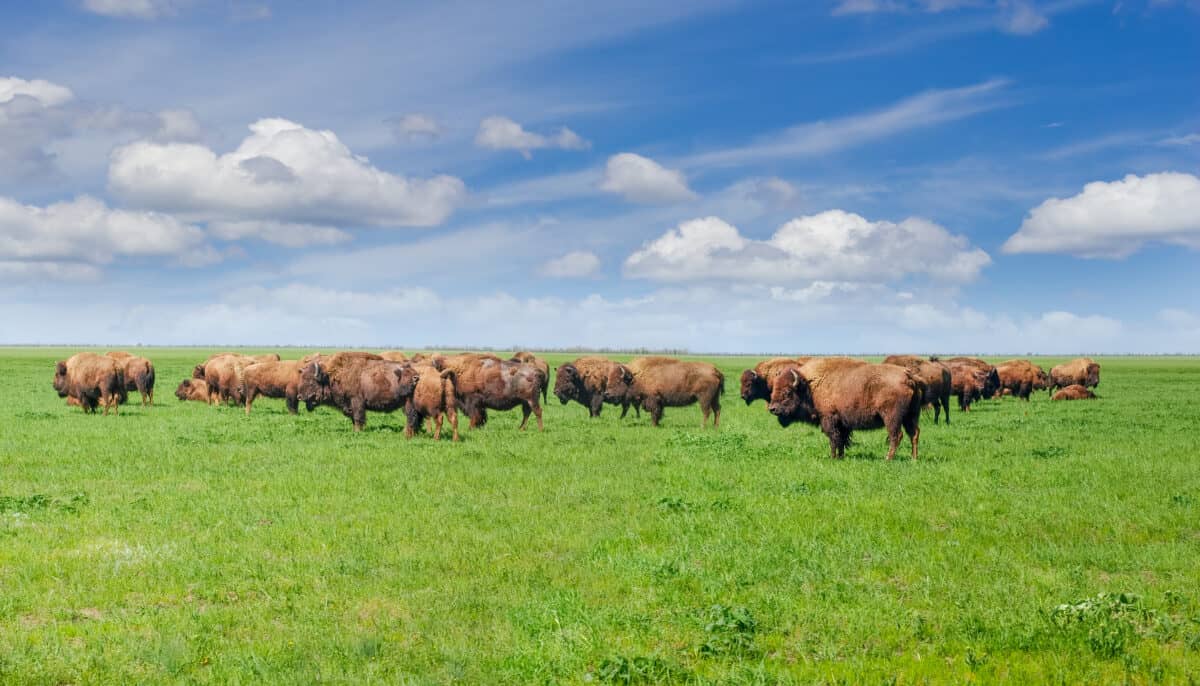 Herd of the American bisons in the spring steppe