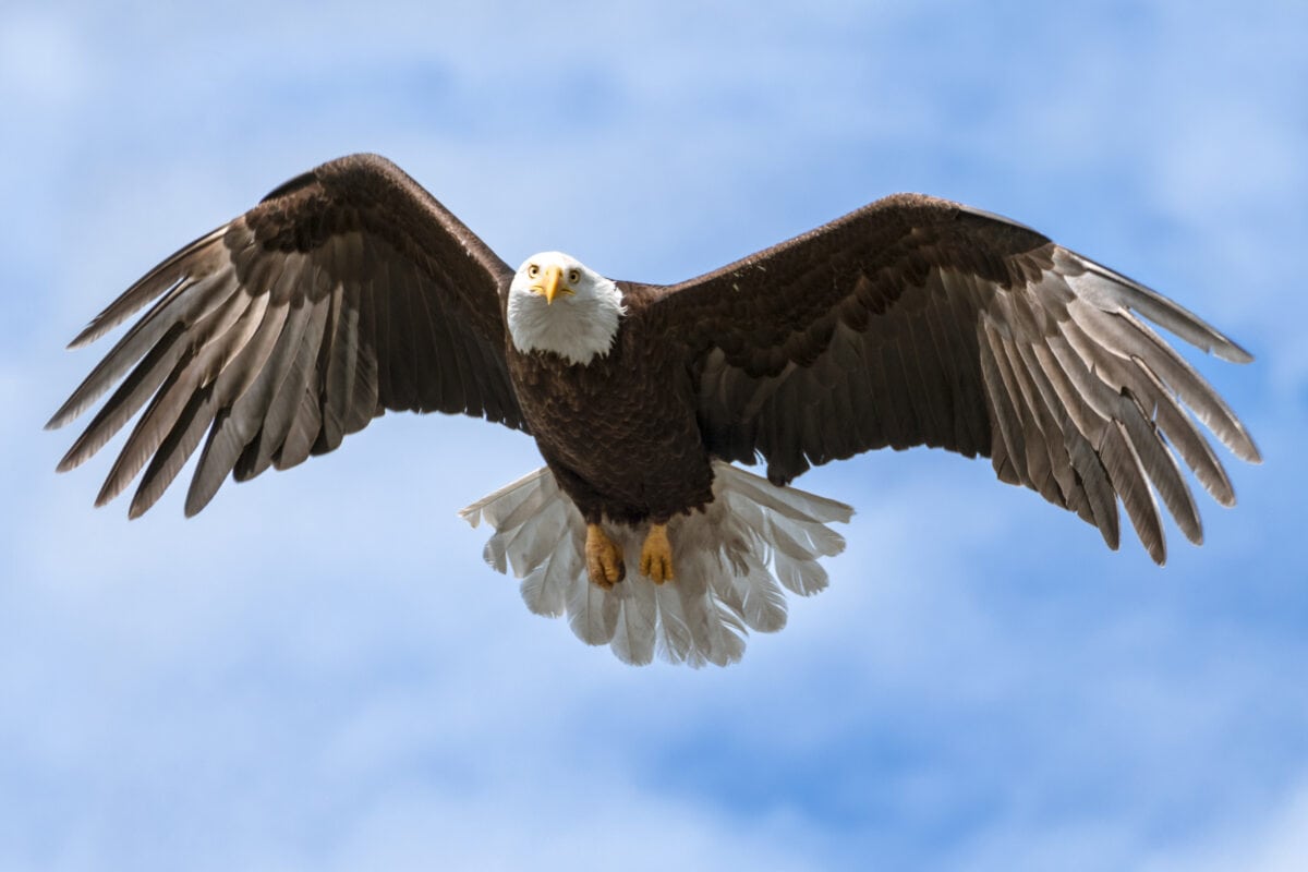 American National Symbol Bald Eagle with Wings Spread on Sunny Day