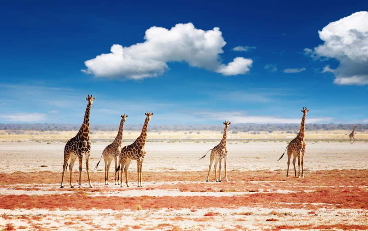 Herd of giraffe. 