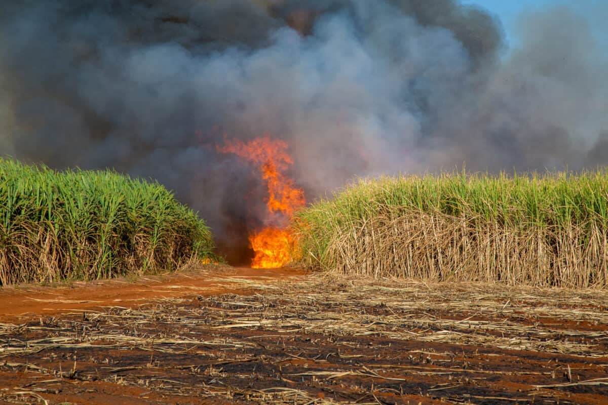Sugar cane plantation and fire. 