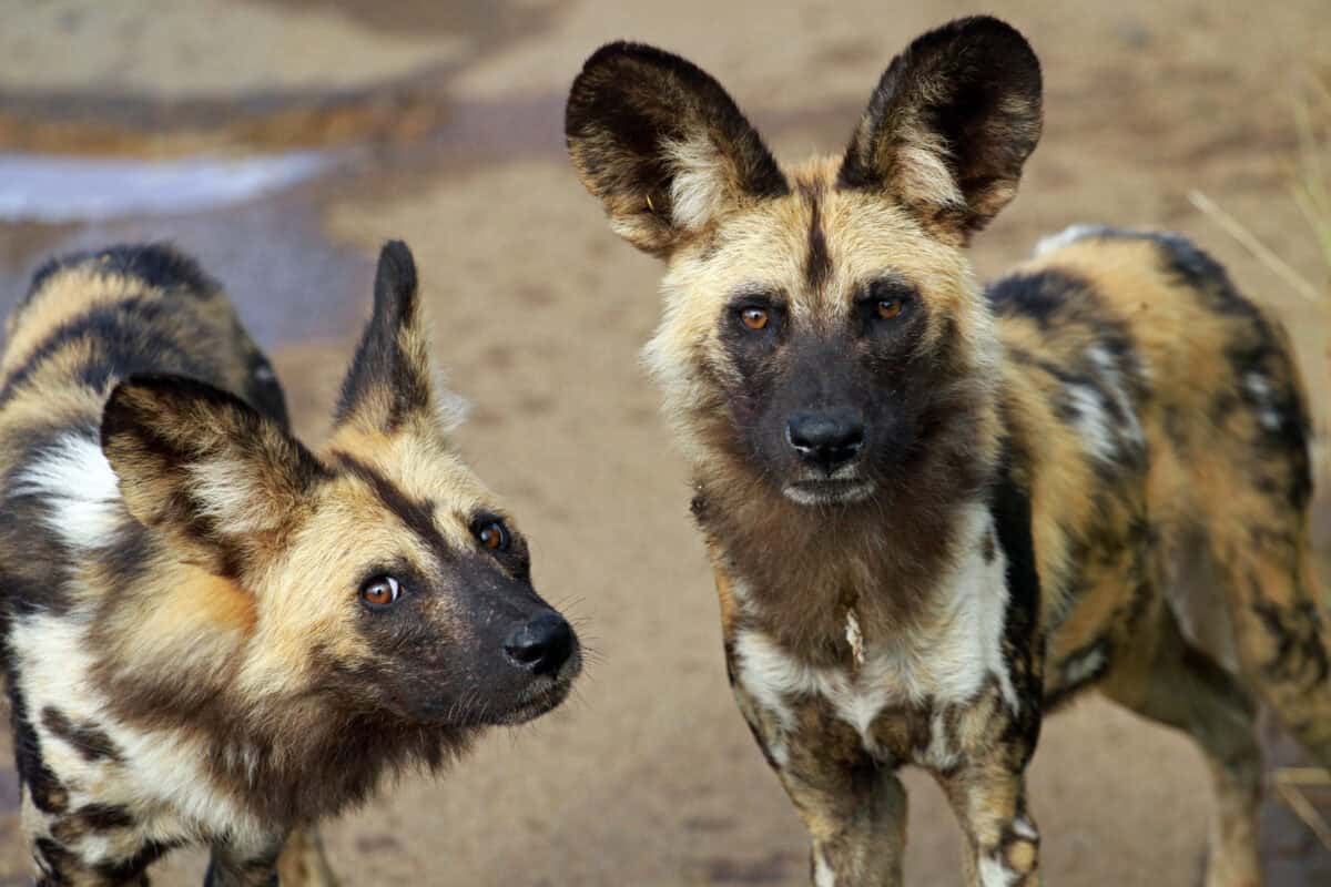 African wild dogs