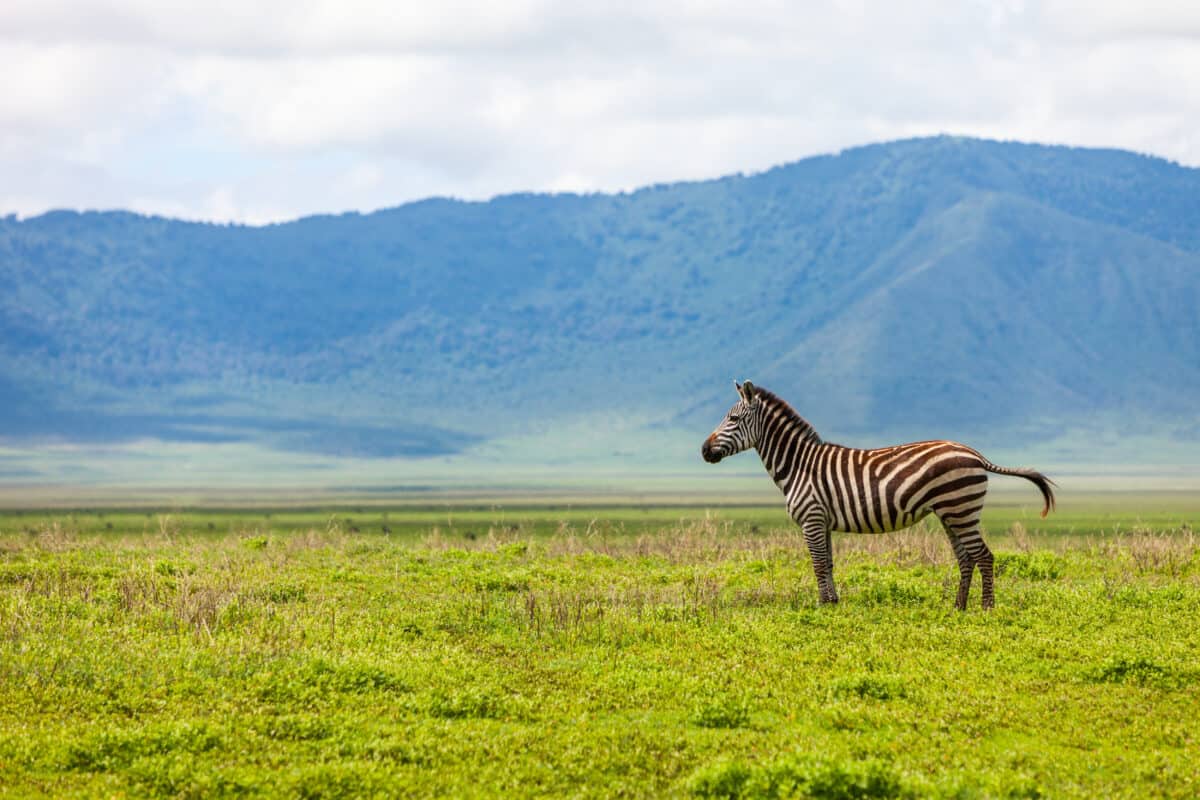 Zebra in Ngorongoro conservation area. 