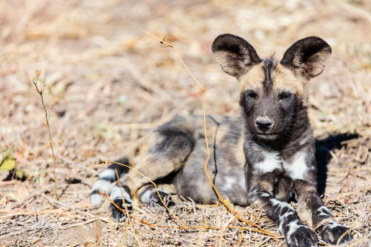 Endangered animal African wild dog puppy in safari park in South Africa. 