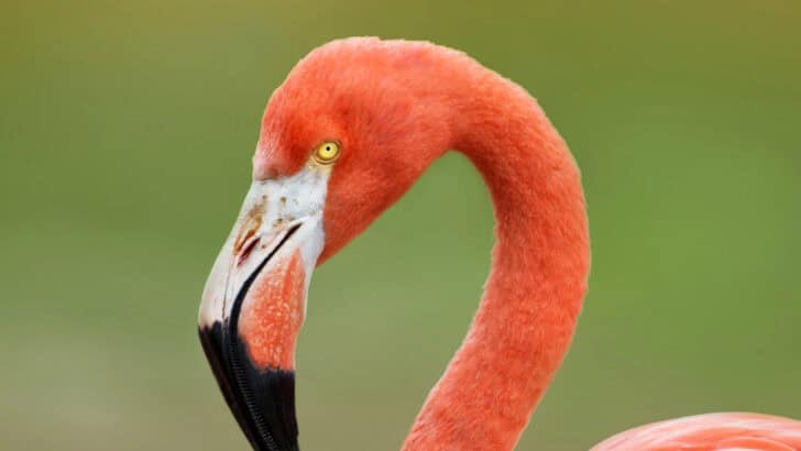 Experts Admit Big Mistake And Are Rethinking The Bird Evolution