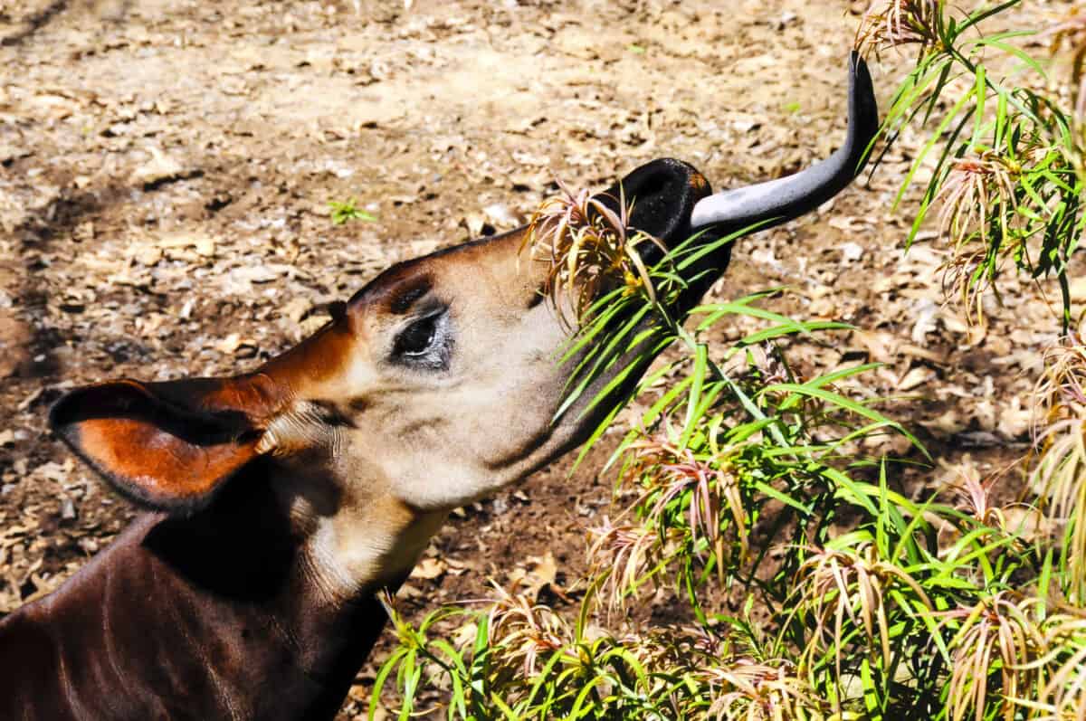 Okapi's long tongue