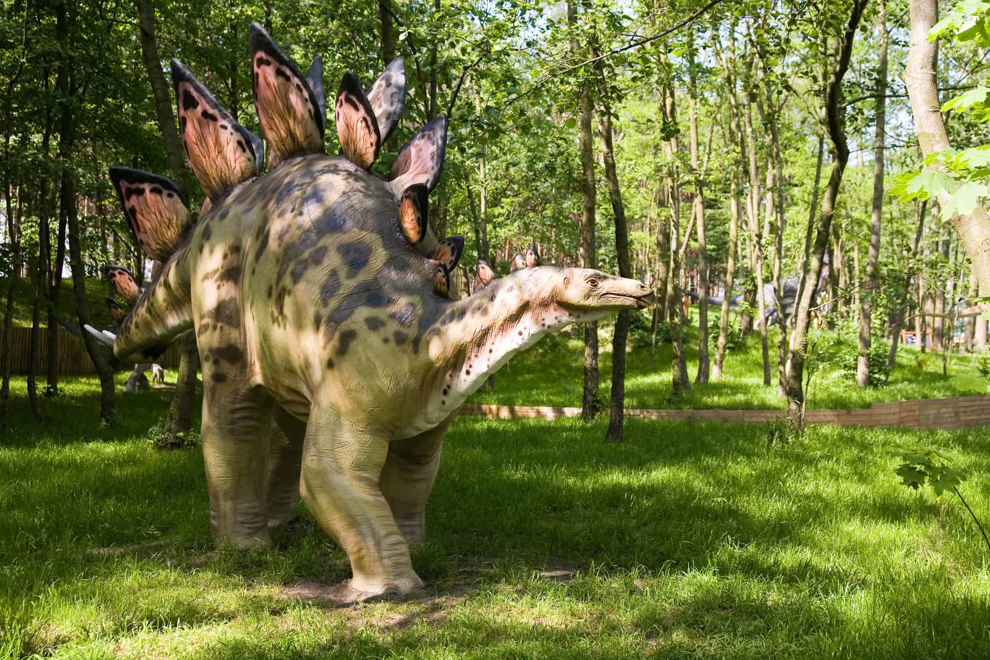 Stegosaurus
