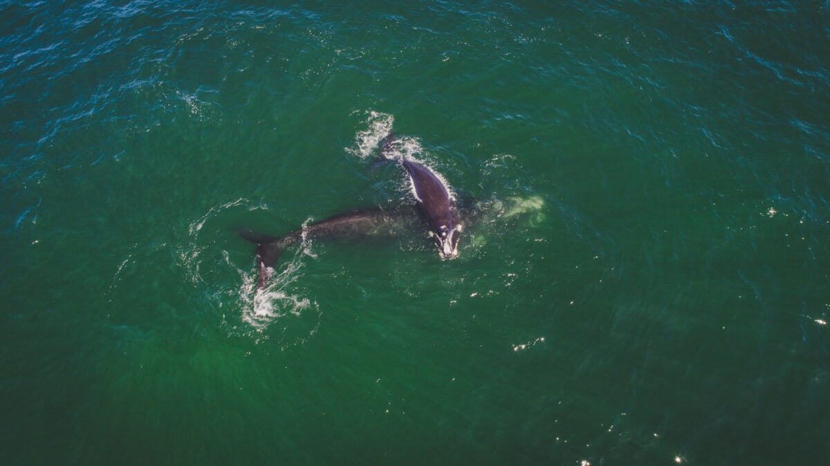 Aerial view over a Southern Right Whale and her calf along the overberg coast close to Hermanus in South Africa.