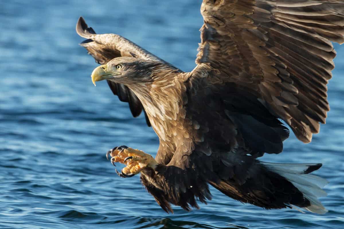 Close-up of White-tailed sea Eagle (Haliaeetus albicilla) in flight with the powerful claws catching a fish, Norway.
