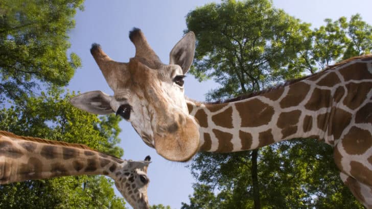 9 Reasons Why the Giraffe is the Cutest Safari Animal