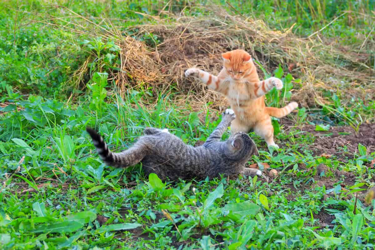 Young red cat beats grey cat lying on the ground.